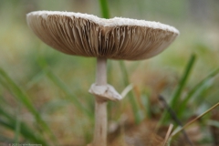 grote parasolzwam#(20231009)c