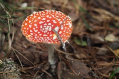 vliegenzwam#25(20231009)