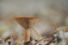 levermelkzwam#(20231009)