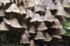 bundelchloormycena#(20231009)