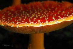 vliegenzwam#(20191010)b