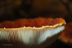 vliegenzwam#(20191010)a