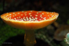 vliegenzwam#(20191010)c