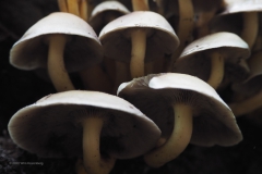 gewone zwavelkop#(20201010)b