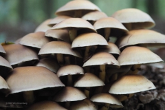 gewone zwavelkop#(20201010)a