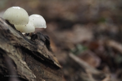 porseleinzwam#(20201010)