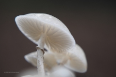 porseleinzwam#(20201010)