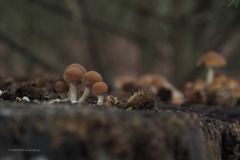 paddenstoel#(20201010)b