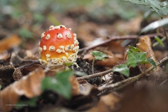 vliegenzwam#(20201011) 002