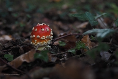 vliegenzwam#(20201012) 003a