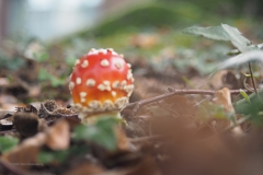 vliegenzwam#(20201012) 003b