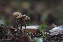 oorlepelzwam#(20201012)b