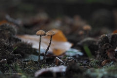 oorlepelzwam#(20201012)a