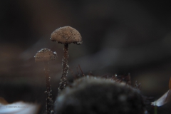 oorlepelzwam#(20201012)c