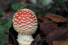 vliegenzwam#15a(20201013) 101