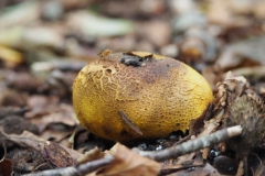 aardappelbovist#(20211013)