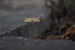 paddenstoel#(20201013)