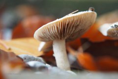 paddenstoel#(20191014)a