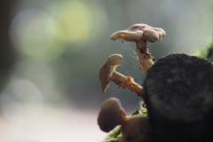 paddenstoel#(20231014)