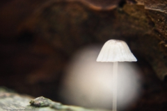 mycena#(20241014)a