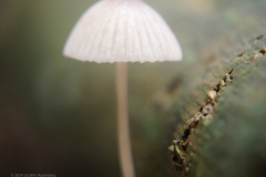 mycena#(20241014)c