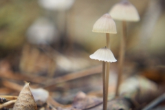 mycena#(20241014)d