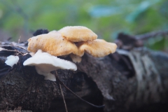 oranje oesterzwam#(20231014)