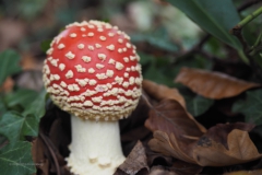 vliegenzwam#15c(20201014) 103