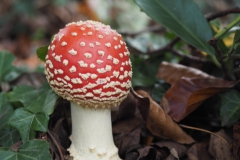 vliegenzwam#15d(20201014) 104