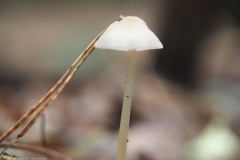 mycena#(20231014)c