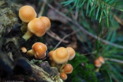 gewone zwavelkop#(20231014)