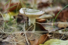 russula#(20231014)