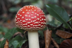 vliegenzwam#15f(20201016) 106