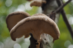 gewone oesterzwam#(20201016)