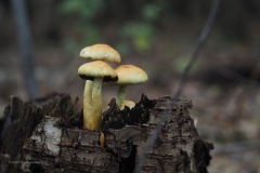 paddenstoel#(20201016)b