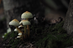 paddenstoel#(20201016)e