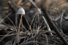 paddenstoel#(20201016)c