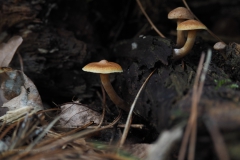 paddenstoel#(20201016)a