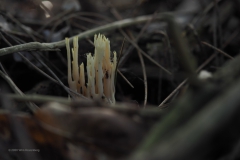 koraalzwam#(20201016)