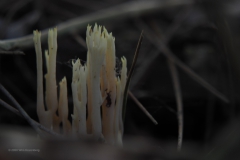 koraalzwam#(20201016)a