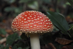 vliegenzwam#15h(20201017) 108