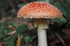 vliegenzwam#15i(20201017) 109