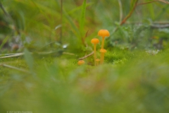 oranjegeel trechtertje#(20211017)