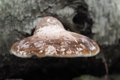 berkenzwam#(20211017)
