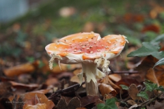 vliegenzwam#(20201018) 009a