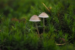 paddenstoel#(20201018)h