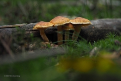 paddenstoel#(20201018)g