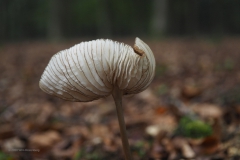 paddenstoel#(20201018)a