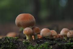 paddenstoel#(20201018)c