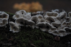 paddenstoel#(20201018)b